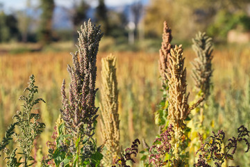Quinoa plantation (Chenopodium quinoa)