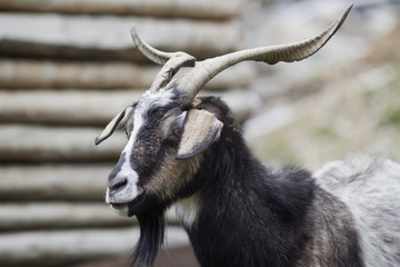 Naklejka na ściany i meble Portrait of a black goat