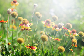 Gaillardia or blanket flowers in sunny day