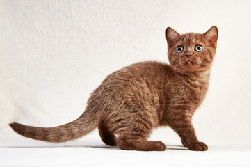 portrait of british short hair kitten