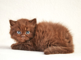 brown kitten