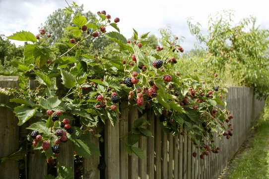 Blackberry bush on garden fence