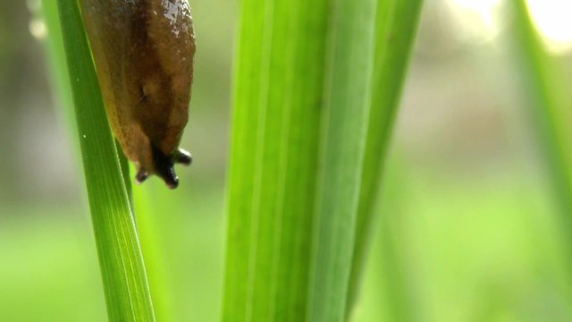 Footage of a small slug going down on a hair grass...