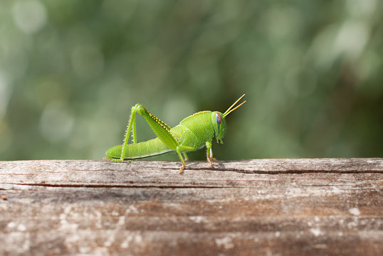 grillo sopra un tronco