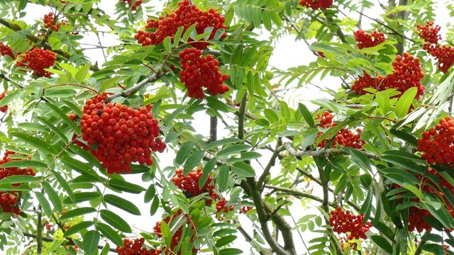 Eberesche (Sorbus aucuparia) mit reifen Fr&uuml;chten