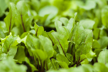 Young green leaf of beetroot in garden. 