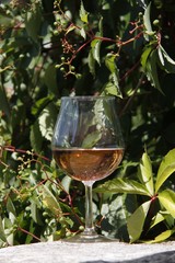 Verre de vin rosée devant une vigne