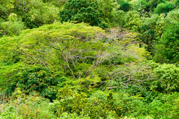 Fototapeta na wymiar Lone tree standing out amongst a forest Maui Hawaii
