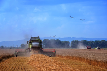 Fototapeta premium Harvester