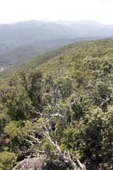 Forêt de montagne dans les Cévennes	