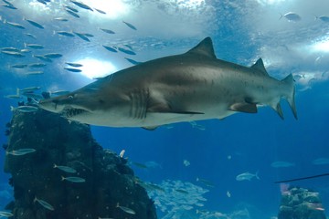 Fototapeta premium Shark swimming in Lisbon Aquarium, surrounded by other little fish