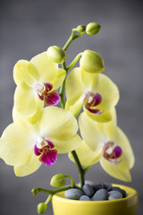 Yellow orchid on the grey background.