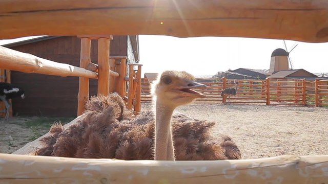 Huge ostrich farm.