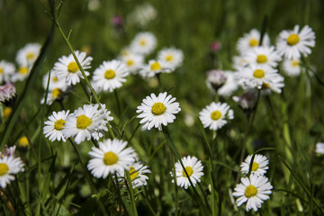 Fototapeta premium Gänseblümchen