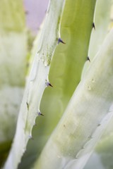Aloe vera (close-up)
