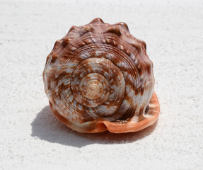 sea shells with white sand as background