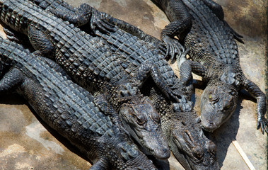 Crocodile