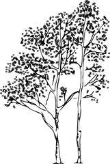 Birch silhouette vector