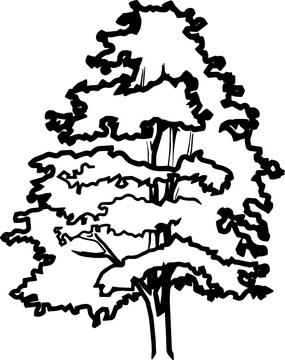 Pine silhouette vector