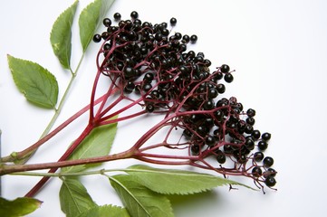 Elderberries with leaves