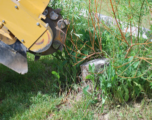 Tree stump machine removing an old stump outside.