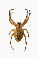 Ventral view of isolated wild spider