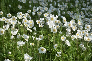 large flowered anemone - white - sasanka velkokvìtá