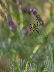 Diadem spider on the siper web close up in the summer in lavender bush waiting for the catch
