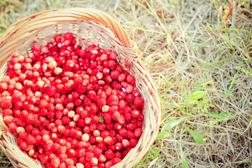 Basket of fresh strawberries