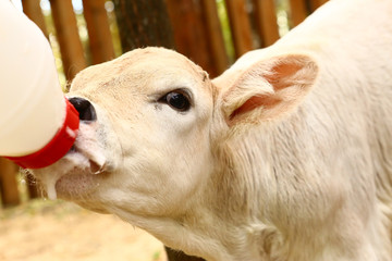 white calf drink milk from nipple bollte