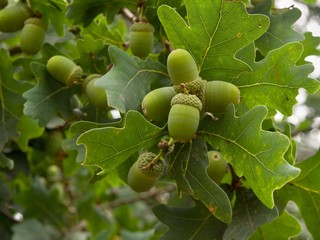 Obraz premium Fresh unriped green acorn on the twigs of oak tree with leaves