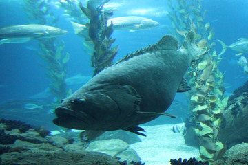 Napoleon fish swimming in Lisbon Aquarium depth