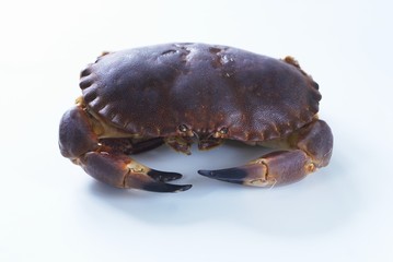A crab
