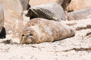 Robbe am Strand von Grenen - Dänemark