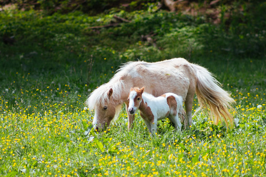 A miniature horse grazes in a flowery field with her foal