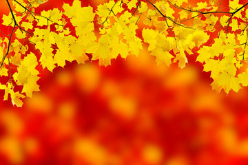 yellow leaves are on red background
