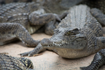Crocodile cub