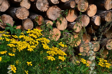 Brennholz mit Wildblumen am Feldrand