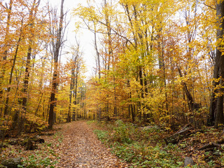 the Path Through the Fall Trees