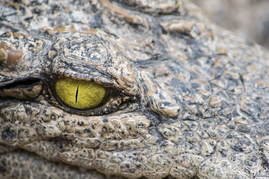 Crocodile – Eye closeup
