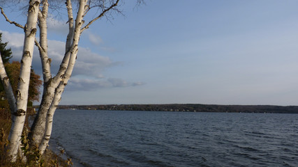 Birch on the riverside