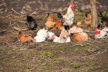 Hens taking a dust bath at the farm on a warm day