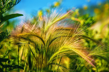 Stipa grass prairie spring season