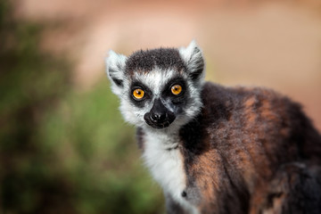 Lemur looking, Ring-tailed lemur (Lemur catta) wild portrait