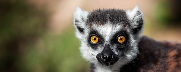 Lemur looking, Ring-tailed lemur (Lemur catta) wild portrait - obrazy, fototapety, plakaty