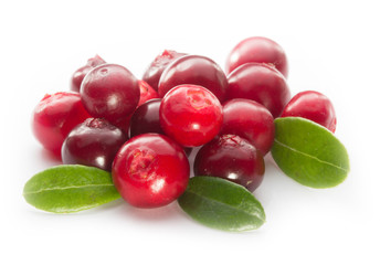 cowberry isolated
