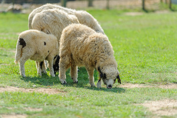 Fototapeta premium flock of sheep on spring green grass