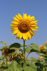 The little Bee sitting on the Sunflower