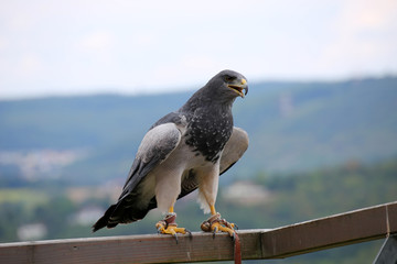 Adlerschau