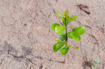 Small plant growing on dirty ground